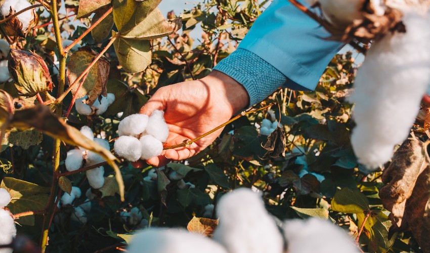 sustainable-cotton-farming-methods