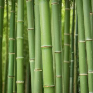 photo-of-bamboo-trees